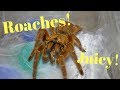 Tarantula Feeding Video 46 (You can run but you can't hide!)