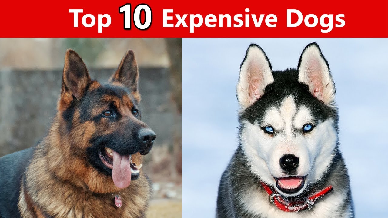 Top 10 Expensive Dogs I Expensive Pet Dogs Worldwide
