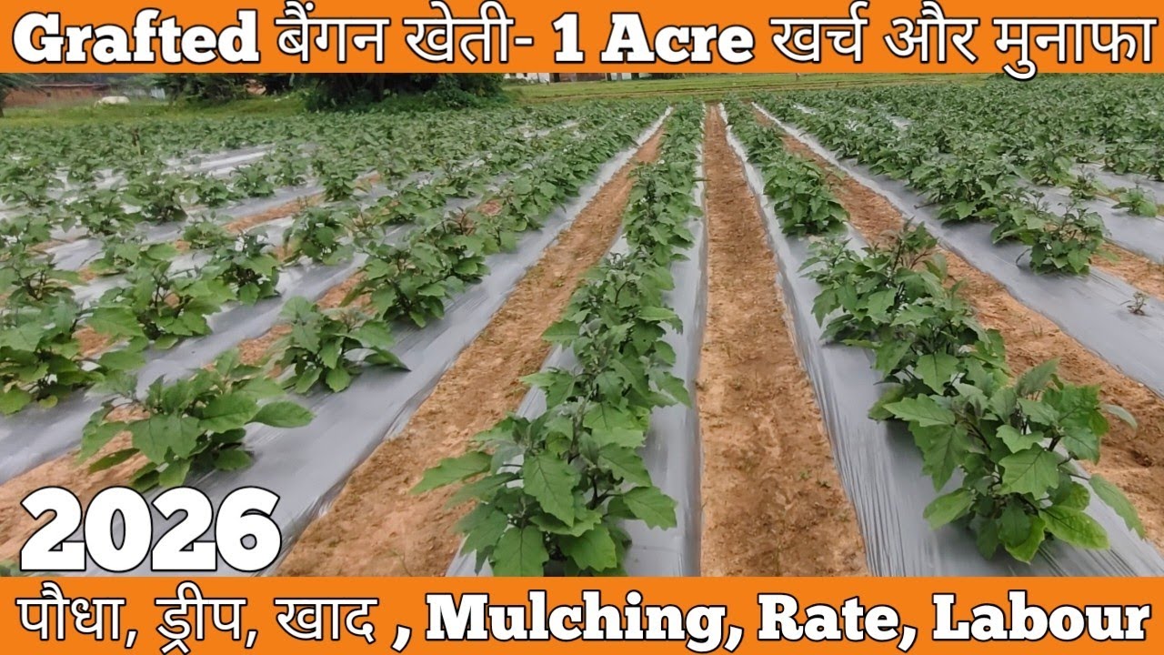 Grafted baigan खेती में 1एकड़ का खर्च और मुनाफा||ग्राफ्टेड बैंगन खेती में क्या लगता है?#ग्राफ्टेड