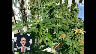 Growing Jamaican Auto flower