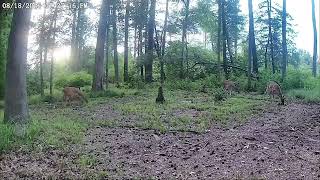 Momma Doe with 2 Fawns Show Up on Ridge along with her 2 brothers