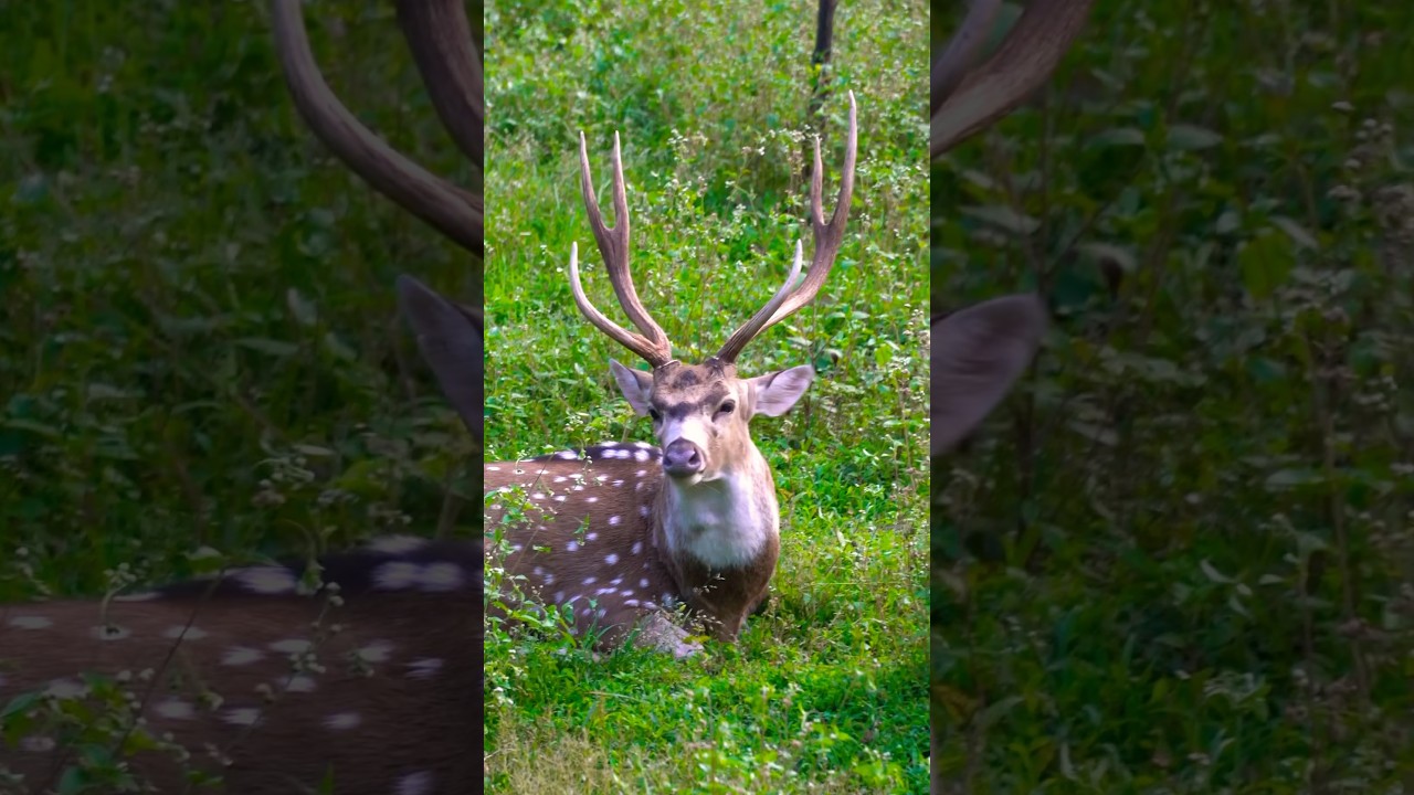 Deer resting in the wild 