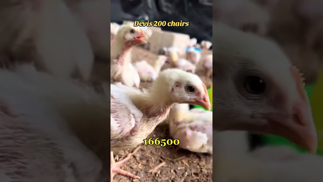 Devis de 200 poulets de chair