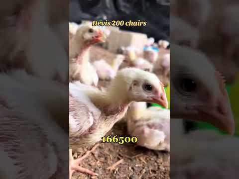Devis de 200 poulets de chair