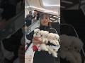 #All My little cute pets 🐶 #pets #socute #cutepet #fluffy