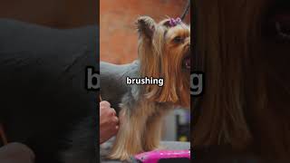 Famous Surprising Facts About Yorkshire Terriers! 🐶✨ Net Worth