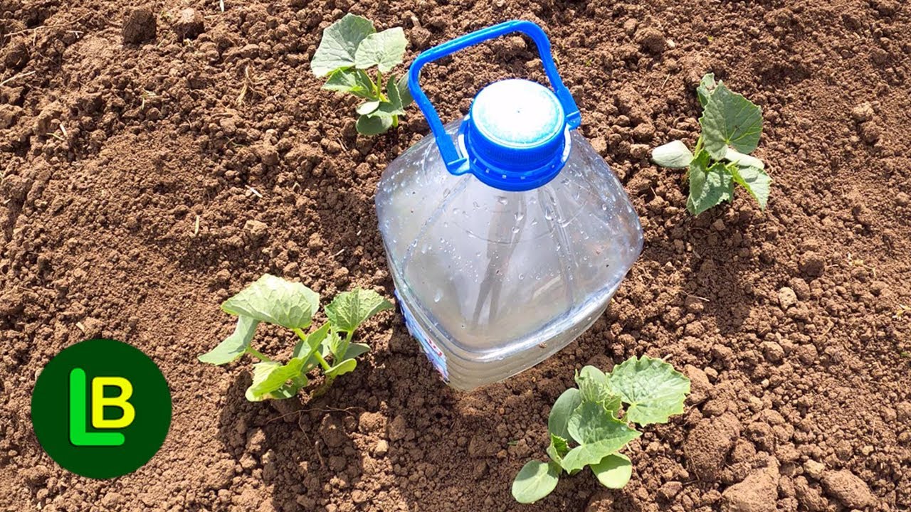 Это простая система для полива огурцов, помидоров, кабачков, арбузов и дынь.