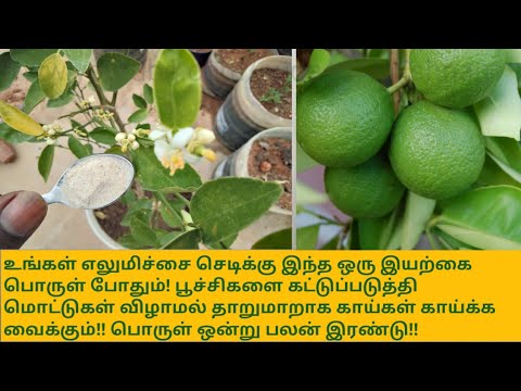 சூப்பர் இயற்கை மூலப்பொருள் || பூ உதிர்தல் & பூச்சிகளைக் கட்டுப்படுத்துகிறது || டூ-இன்-ஒன் || மேலும் எலுமிச்சையை அதிகம் தருகிறது