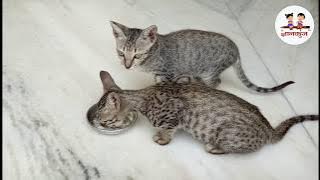 Cat | બિલાડીના બચ્ચાં | Cat for Kids