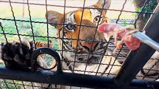 We Fed Tigers From a Caged Van | Tiger Topia Pattaya