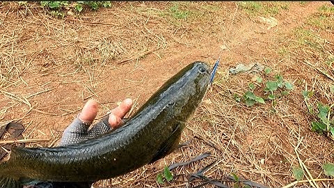 Câu cá lóc tự nhiên ở suối đôi,bình bằng🥰mồi nhái thật#Long CD Fishing 