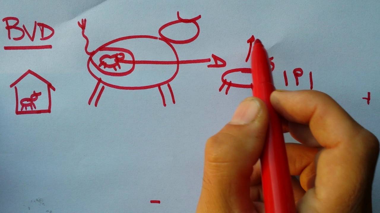 INTRO BVD (Diarrea Virale Bovina) nella bovina da latte - pillola