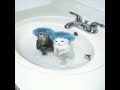 Cat is very funny 🤣🤣 #cat #funnycat #viral