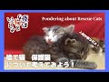 『夜は猫といっしょ』捨て猫、保護猫について考える、救えるのは人間だけ 【キュルガ】【保護猫】【里親】