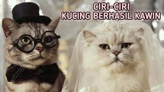 CIRI CIRI KUCING BERHASIL KAWIN