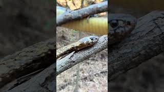 Deadly Snake In A Tree