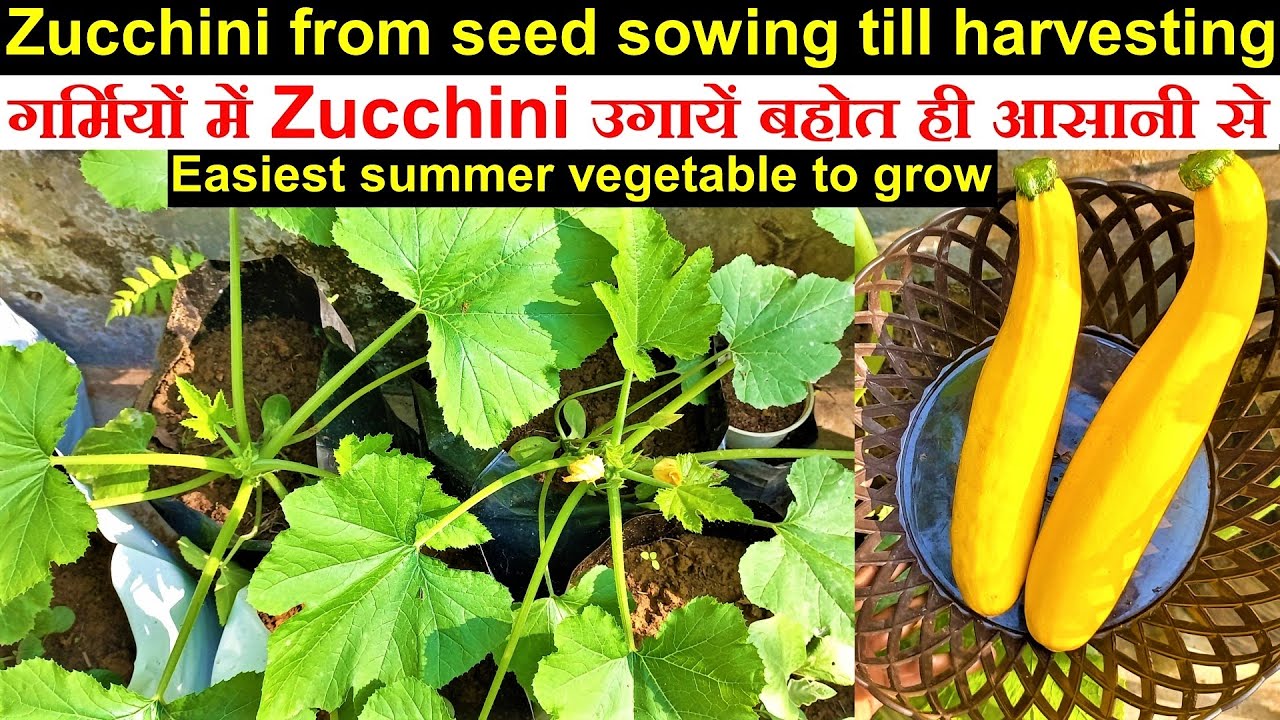 How to grow zucchini at home. Grow Zucchini in pots/growbags(seed