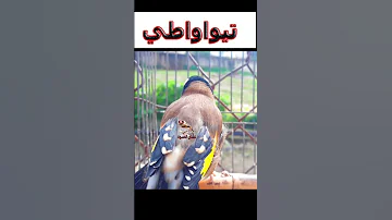 تغريد قوي مقنين طيواواطي Cardellino عشاق الحسون تغريد الحسون 