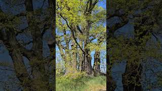 Sieben-Brüder-Eiche #nature