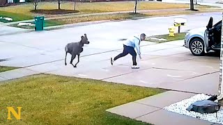 Huge Dog Chases Neighbor