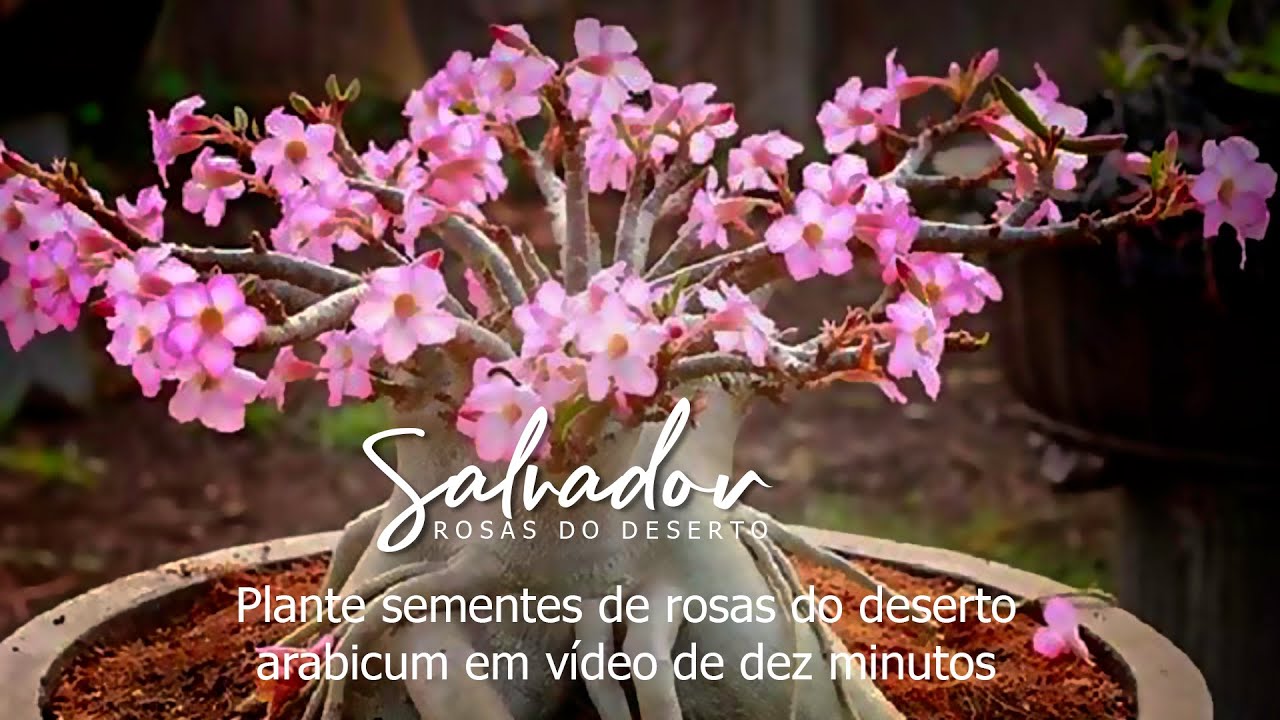 plante e faça suas sementes de rosas do deserto arabicum germinarem em 48 horas