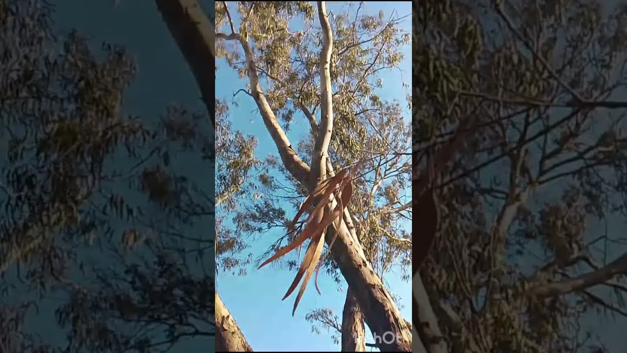 غابة سيدي الطيبي 