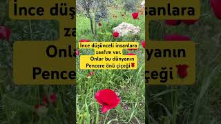 Şfet Ğa Çiçeği Şiselgelişim