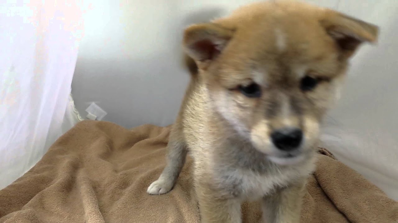 サイズ小さめな柴犬入荷/宮城県・福島県・山形県で子犬子猫をお探しならペットショップ鈴花へ YouTube