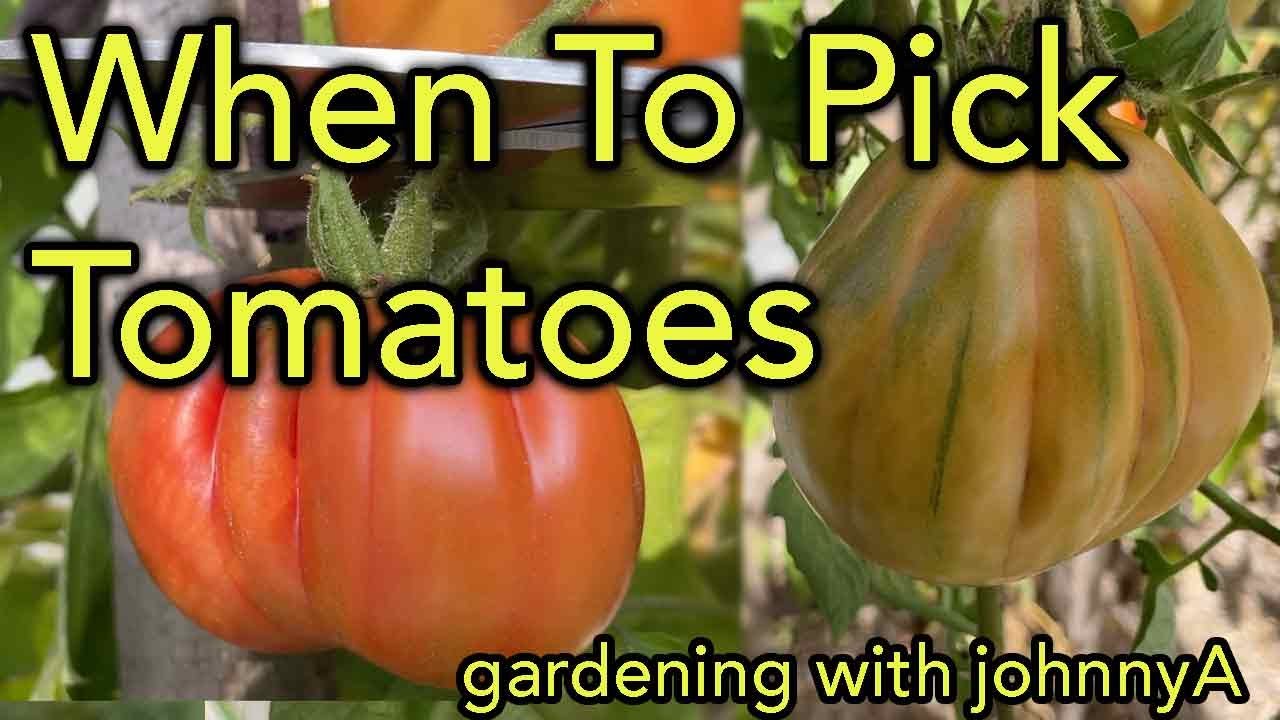 Best Time to Pick A  Tomato!.  Vine Ripen Yes/No? - Prevent Crop Loss