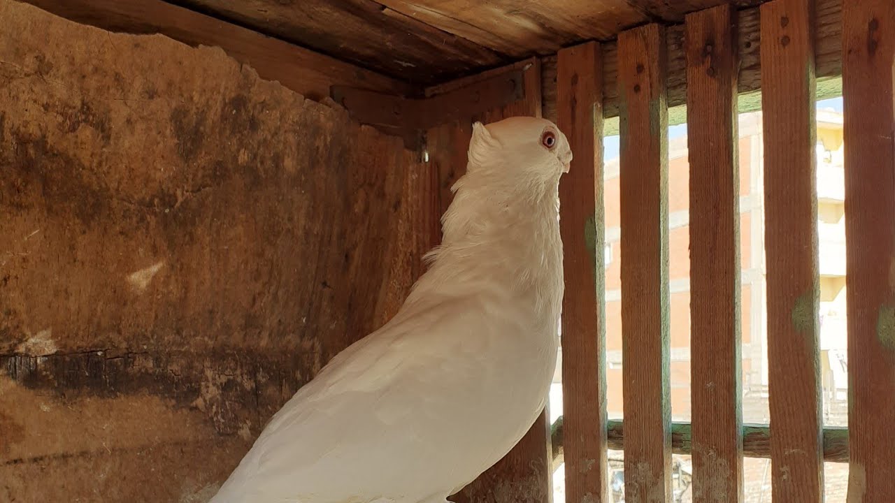 فرجه حمام ونش تماسي محمد العوامي الحضره القديمه
