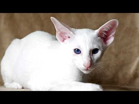 Video: Birman