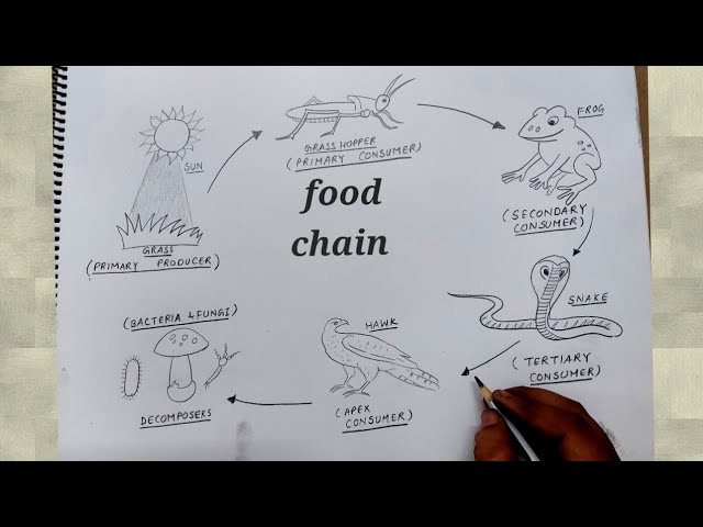 Food Chain and Food Webs explained