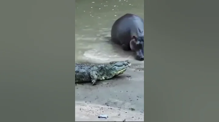 Nile crocodile trying to scare a Hippo