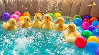 🐥 Spa Day for 5 little ducks / Hot Tub Hydrotherapy