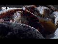 How Baby Turtles Survive the Winter Chill | | Life in Cold Blood | BBC Earth Science