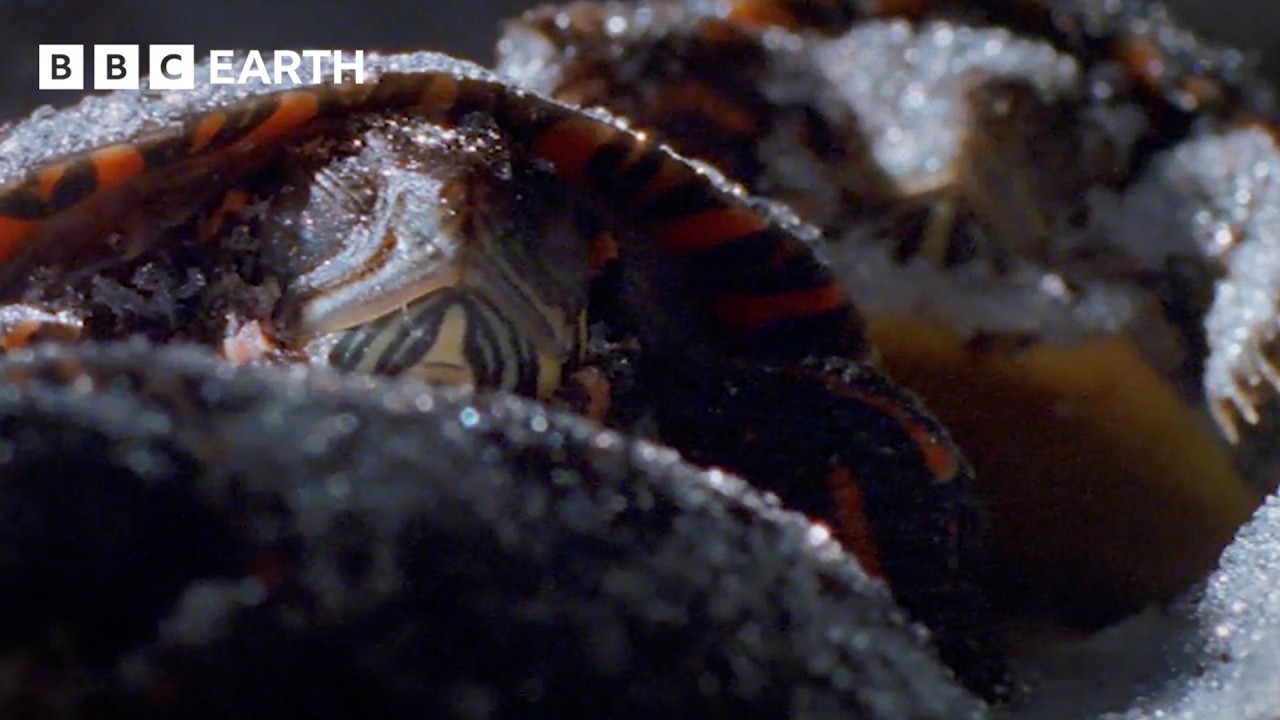 Frozen Baby Turtles: A Hibernation Experiment | Life in Cold Blood | BBC Earth Science