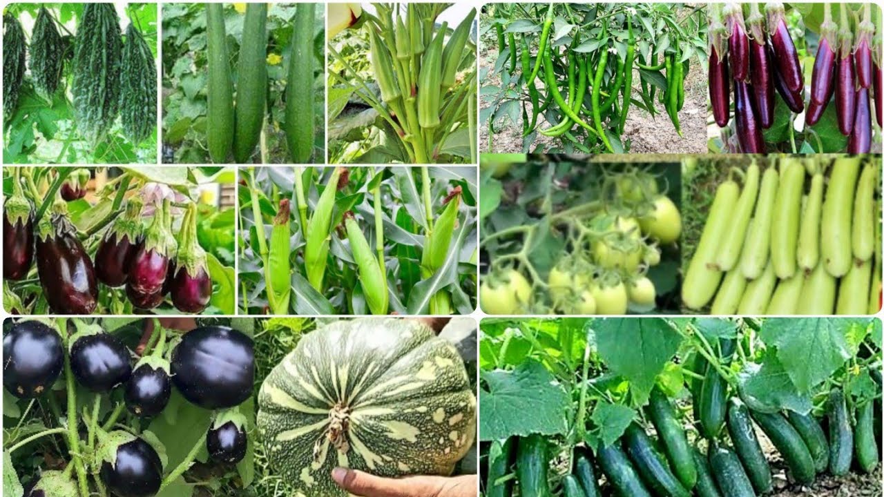 Amazing Vegetable farming vegetable farm organic vegetable farming