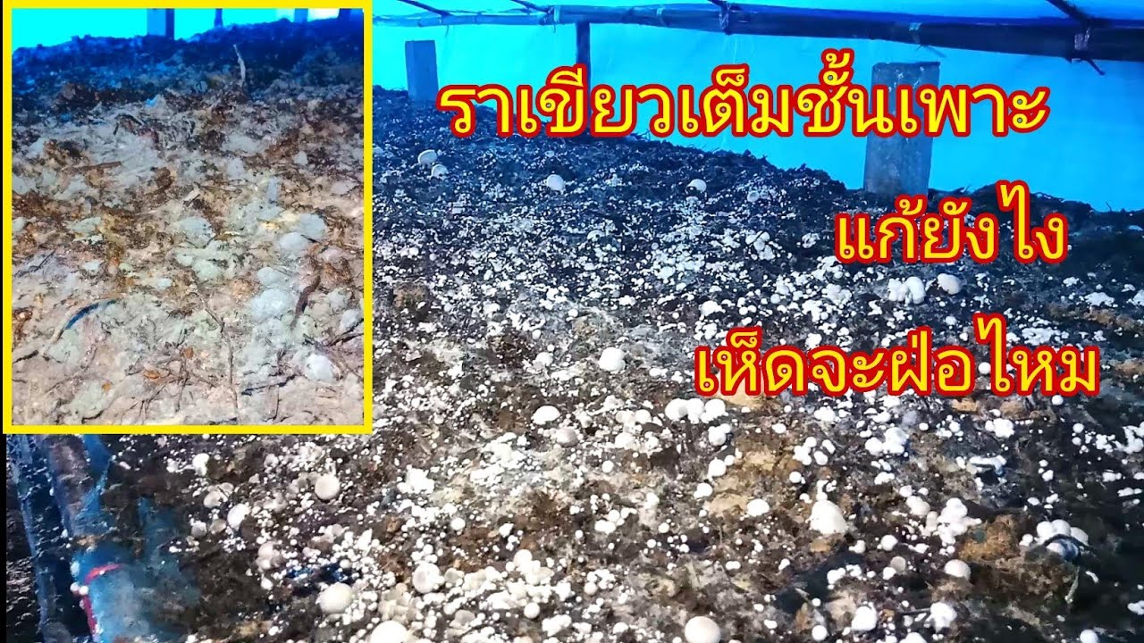 ราเขียวเต็มชั้น แก้ยังไง  แก่ได้ไหม มีคำตอบในคลิป
เพาะเห็ดฟางเอฟาร์ม