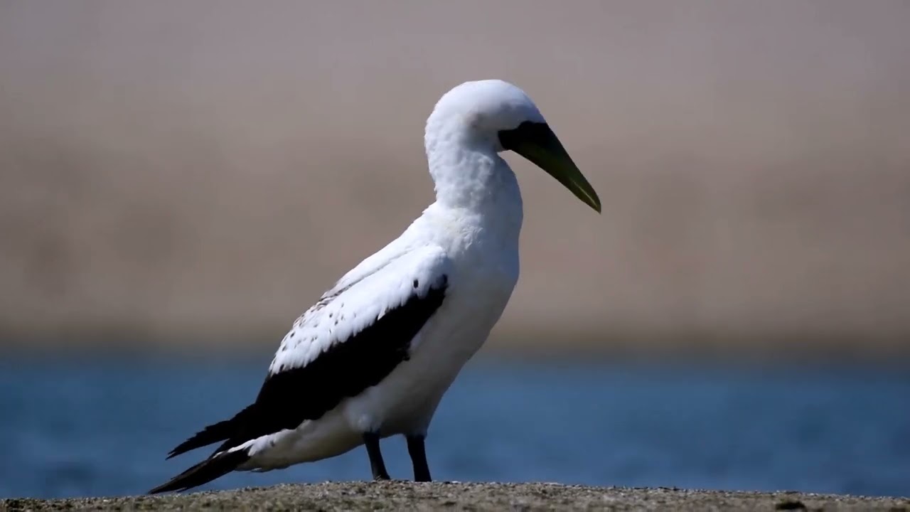 Jamnagar birding guide mob. 8200420297