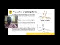 Action Potential and Resting Potential #snsdesignthinkers #snsinstitutions #snsct