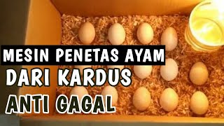 CARA TETASKAN TELUR AYAM KAMPUNG. 