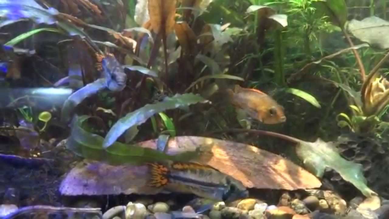 Апистограмма какаду (Apistogramma cacatuoides) молодёжь