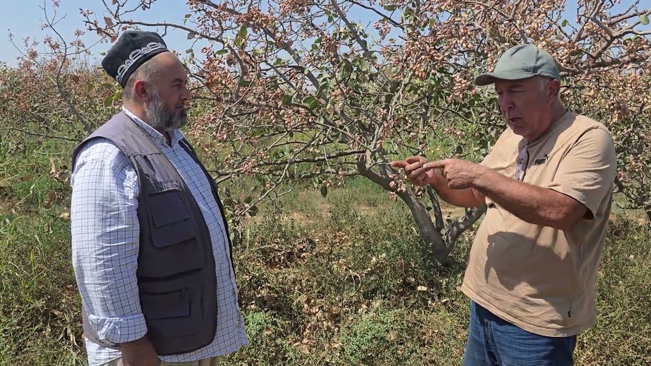 +992918786522.ПИстазори акаи Фаррух дар ноҳияи Ҷайҳун.