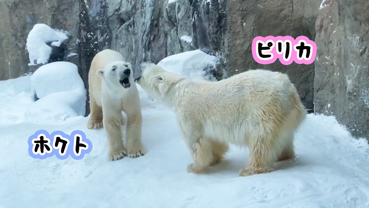 Hello Kitty ストラップ 旭山動物園 シロクマ 新品未開封 ご当地キティ