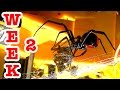 Redback Vs Wolf Spider Deadly Spiders Make Great Pets