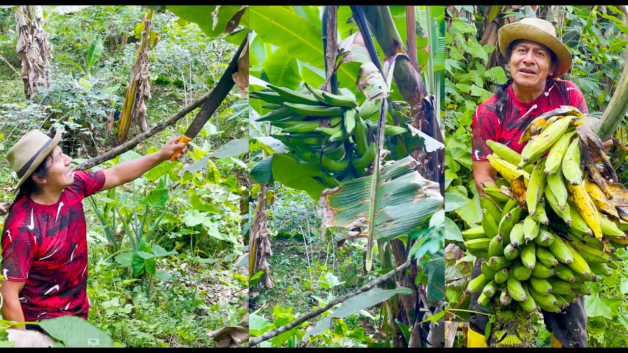 Salí a COSECHAR PLÁTANO MÁS GRANDE.