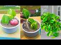 How to propagate pathos plant cutting 🪴 & decorate single leaves