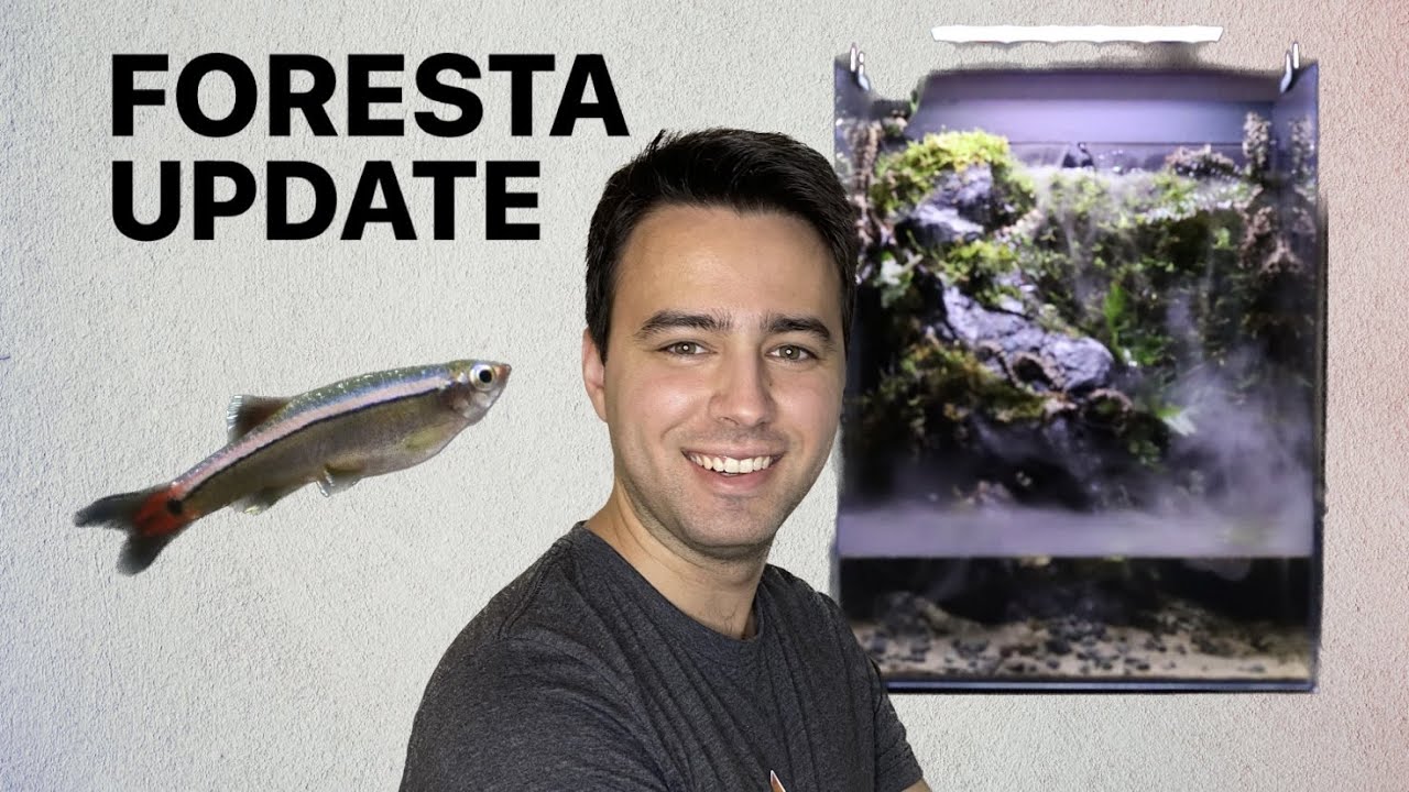 Foresta Update