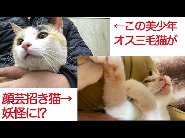 オス三毛猫、子猫返りして顔芸の招き猫になる The male carico cat