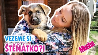 POŘÍDILI JSME SI ŠTĚNĚ??! 😱😍 ● MESHA VLOG